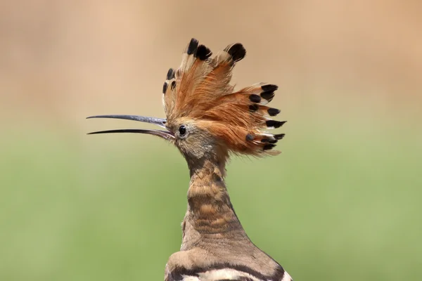 Hoopoe, a symbol of the State of Israel
