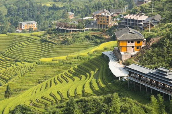Yaoshan Mountain, Guilin, China hillside rice terraces landscape in China.