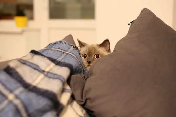 Scared cat hiding behind pillows