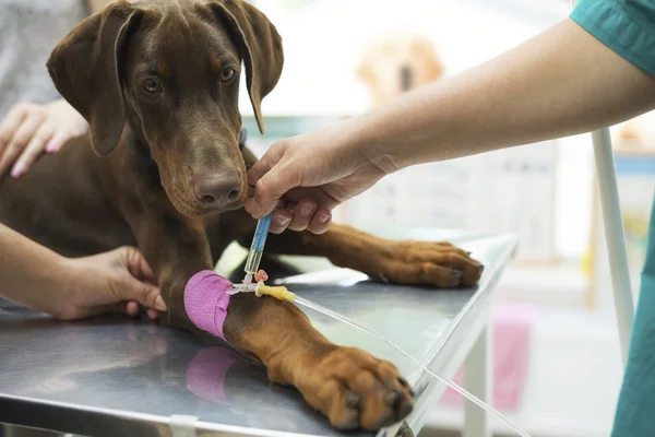 Doberman puppy lying on veterinary table