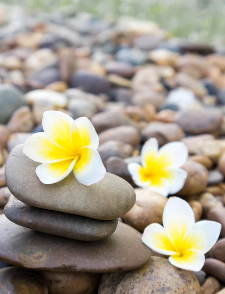Plumeria flower on stone for spa relax