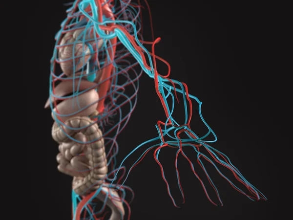 Human anatomy side view of abdomen, organs, arteries, arm and hand on plain white background.