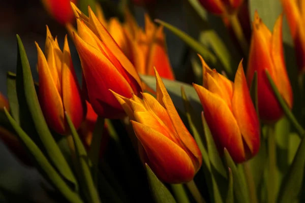 Tulips dancing in the garden