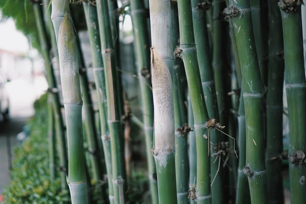 Green bamboo plants closeup
