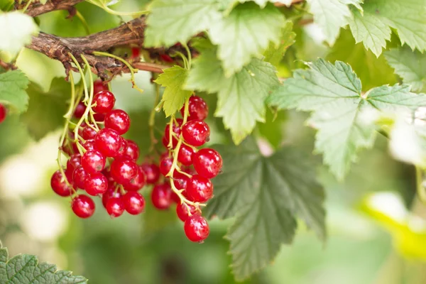Red currants on the bush