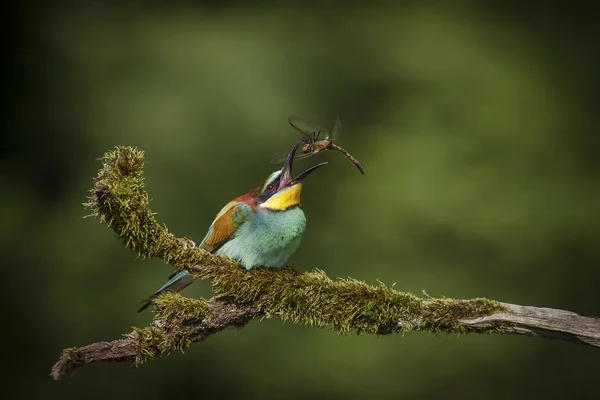 Eating Bee eater
