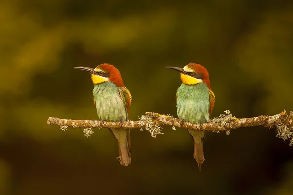 A pair of Bee eaters
