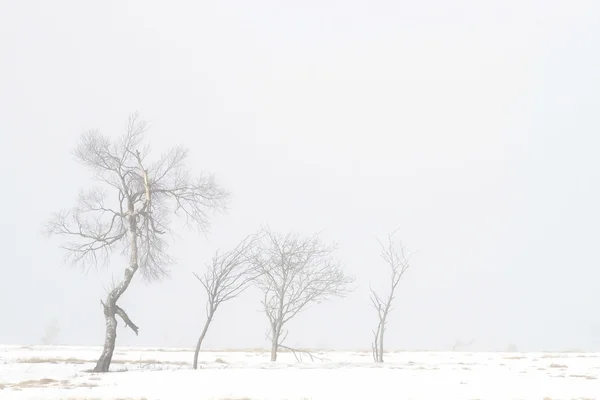 Winter landscape belgium