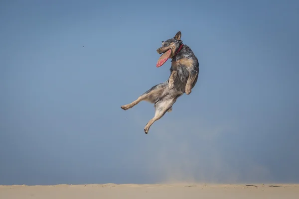 Australian cattle dog catched a frisbee