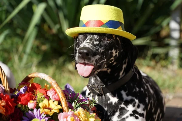 Portrait of beautiful and funny dog in hat