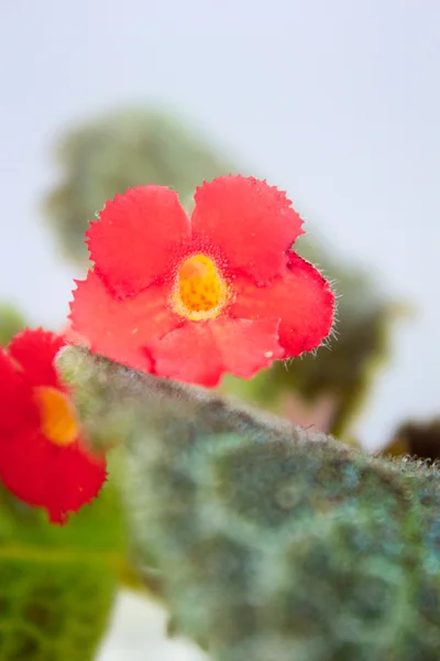 Close up of pink Episcia home plant