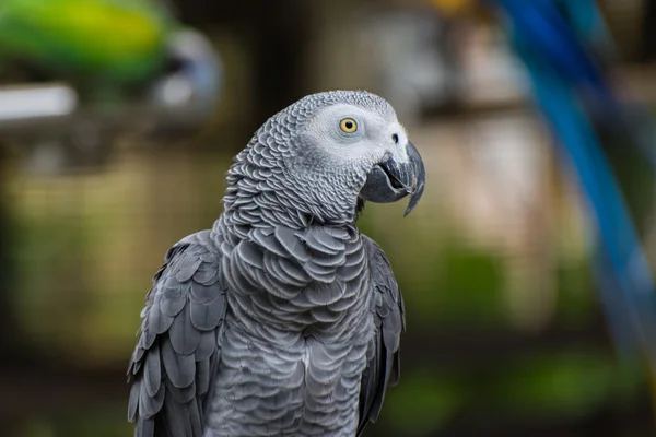 Close-up of a grey macaw parrot.