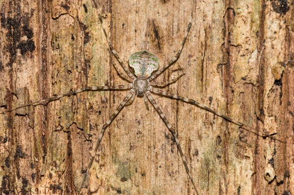 Spider on wood, Sustainable development reserve