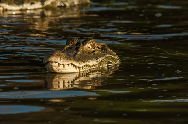 Alligator, Sustainable development reserve