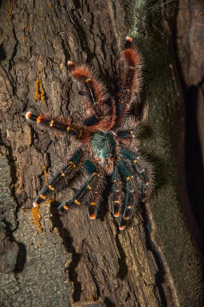 South american pink-toe spider