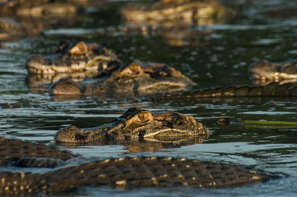 Alligators, Sustainable development reserve
