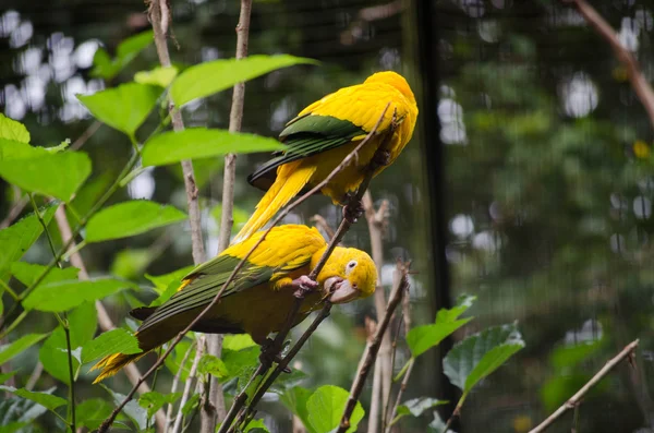 Golden parakeets, birds