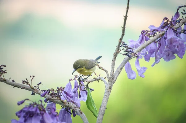 Little bird with purple flowers in the morning at Wang Namkiew, Nakhonratchasima, Thailand.