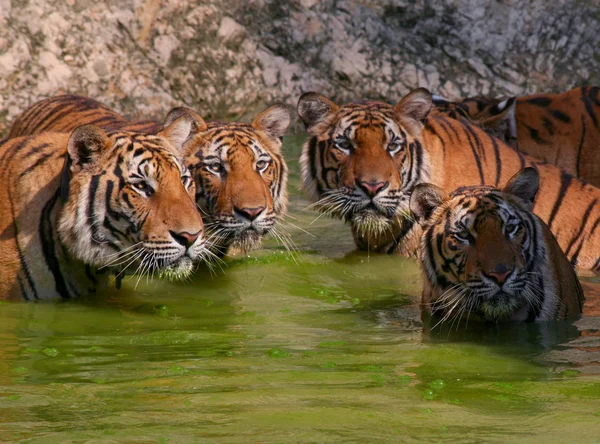Big tigers in the lake, Thailand