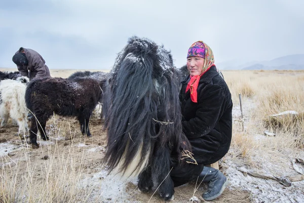 Woman express milk from mammal yak