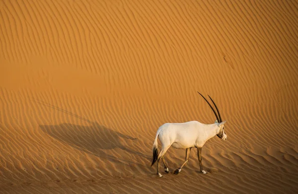 Arabian oryx walking in the desert