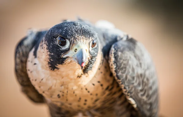 Peregrine falcon bird