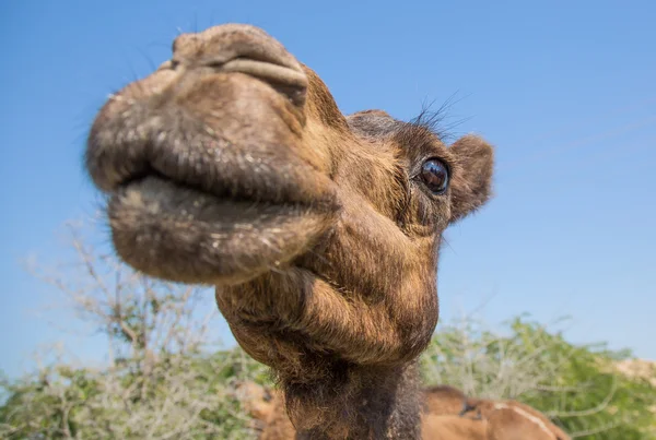 Curious camel looking into a camera