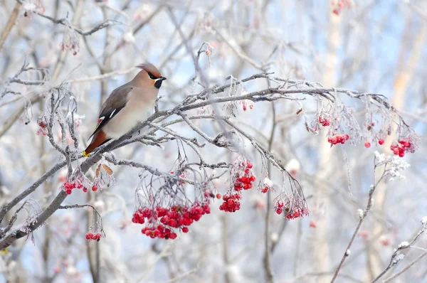 Waxwing on branch of mountain ash