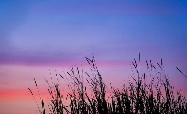 Silhouette Grass flowers sunset add pink and blue color