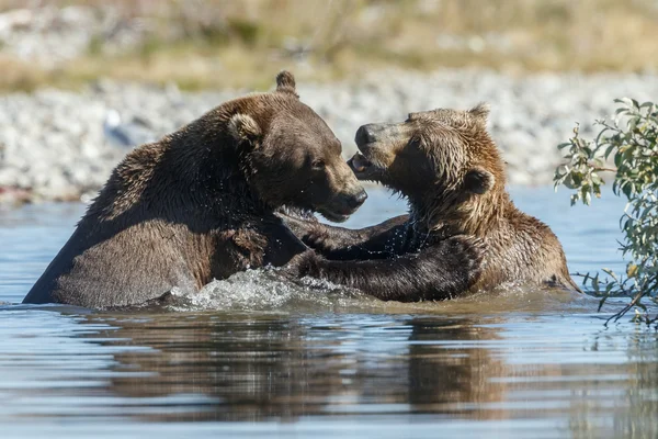 Brown bear at Katmai Alaska