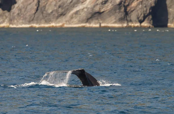 Humpback whale wildlife