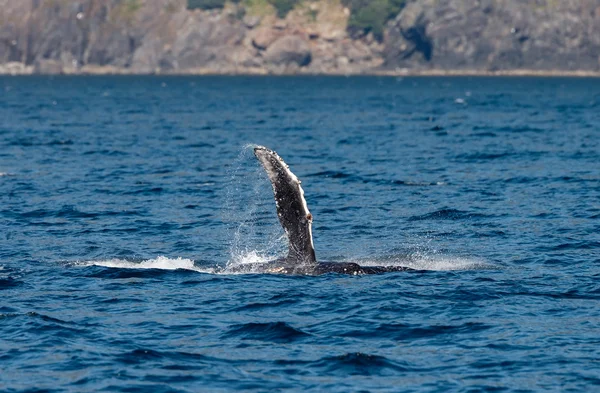 Humpback whale wildlife