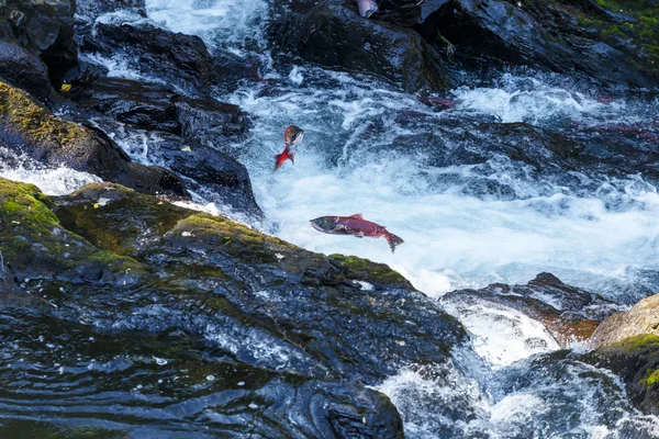 Jumping Salmons in a river