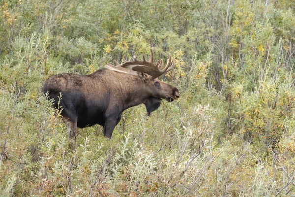 Moose bull in nature