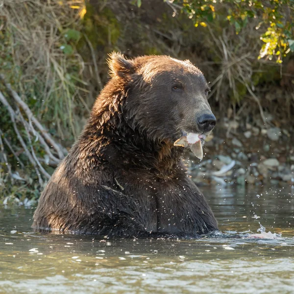 Brown bear eating a salmon