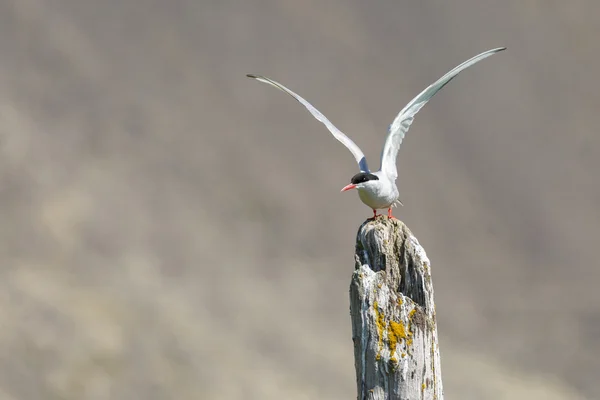 Arctic tern bird