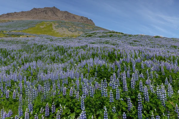 Mountain covered with lupine
