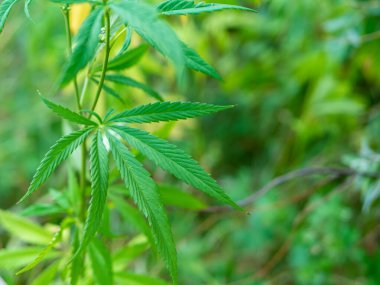 Ormandaki yeşil kenevir çalısı. Kenevir yaprağı kapat.