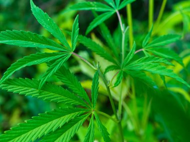 Ormandaki yeşil kenevir çalısı. Kenevir yaprağı kapat.