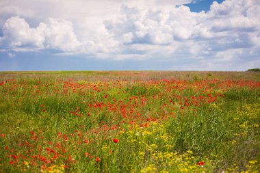 Çiçek açan haşhaş tarlası. Kırmızı gelincik çiçeği yaklaş.