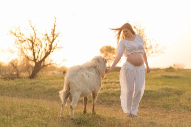 Beyazlı hamile bir kız gün batımında yeşil bir çayırda keçiyle iletişim kuruyor. Hamile kadınlar için terapi ve rahatlama. Stres önleyici tedavi.