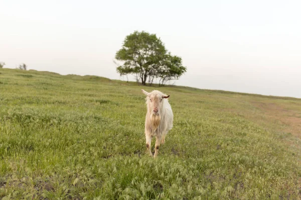 Weiße Hausziege Auf Einem Bauernhof Auf Einem Grünen Rasen Bei — Stockfoto