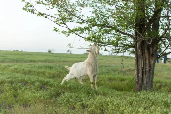Biała Koza Pasąca Się Łące Niedaleko Farmy Zjada Zielone Liście — Zdjęcie stockowe