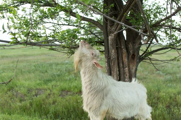Biała Koza Pasąca Się Łące Niedaleko Farmy Zjada Zielone Liście — Zdjęcie stockowe