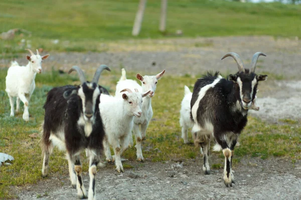 Troupeau Chèvres Marchant Sur Une Prairie Verte Dans Une Ferme — Photo