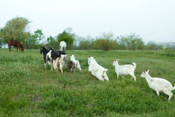 Herd Goats Walking Green Meadow Farm — Stock Photo, Image