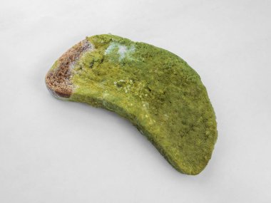 Beyaz arka planda yeşil küfle kaplı bir parça ekmek izole edilmiş..