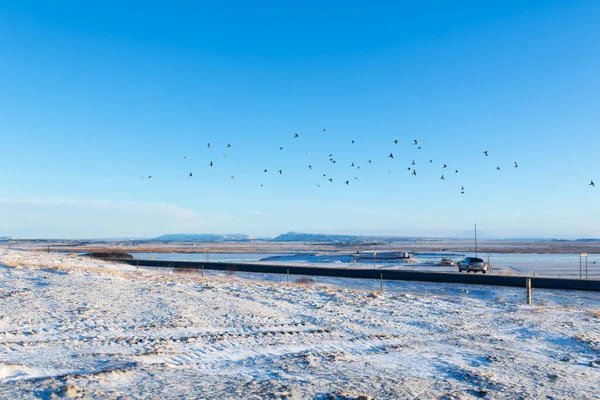 Paysage Hivernal Incroyable Islande Troupeau Oiseaux Vole Dessus Champ Sans — Photo