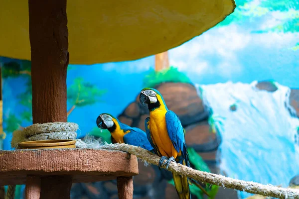 Синьо Жовтий Папуга Макаве Сидить Гілці — стокове фото