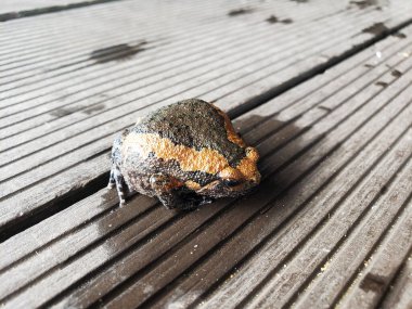 Verandadaki boğa kurbağası. Yaklaş..